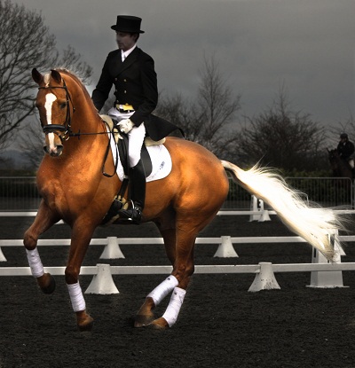 Palomino Horses