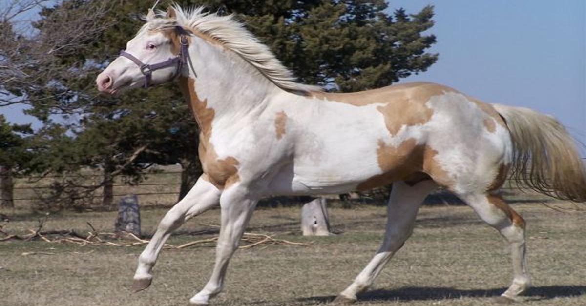 Invested By Far - Palomino Ovaro, Quarter Horse Stallion