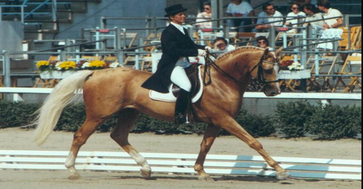 Palomino Thoroughbred Stallion - Glitter Please