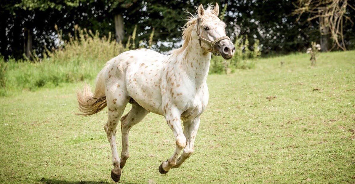 Platinum MiniMo - Palomino Appaloosa