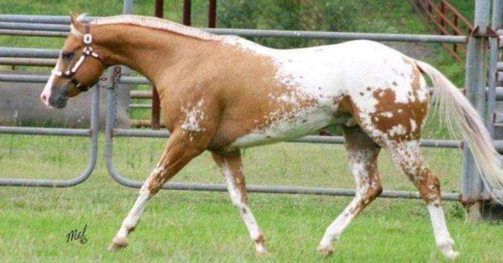 Palomino Appaloosa Horses