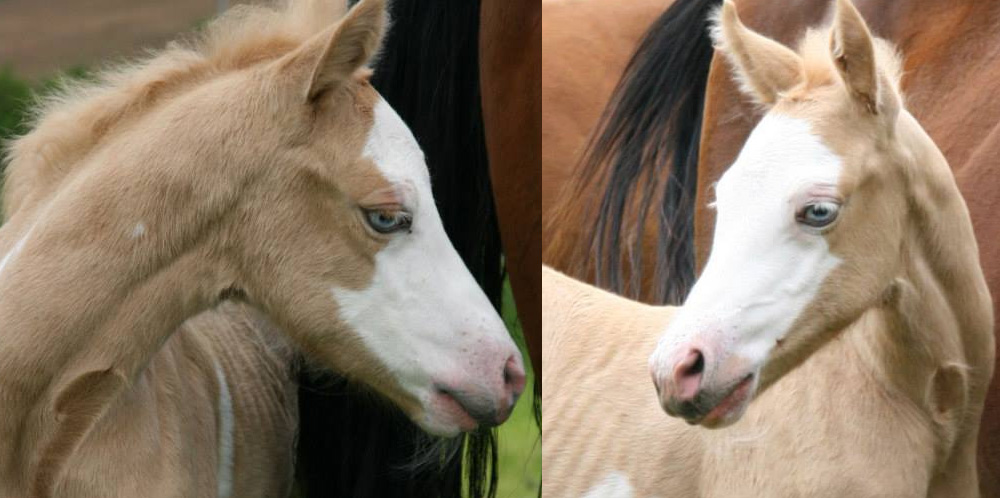 Palomino Paint Horse / Palomino-Colored Paint Horse @Beautiful - Horses I Love Them