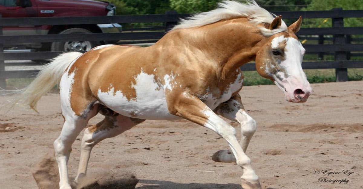 Sato - Palomino Paint Thoroughbred Horse