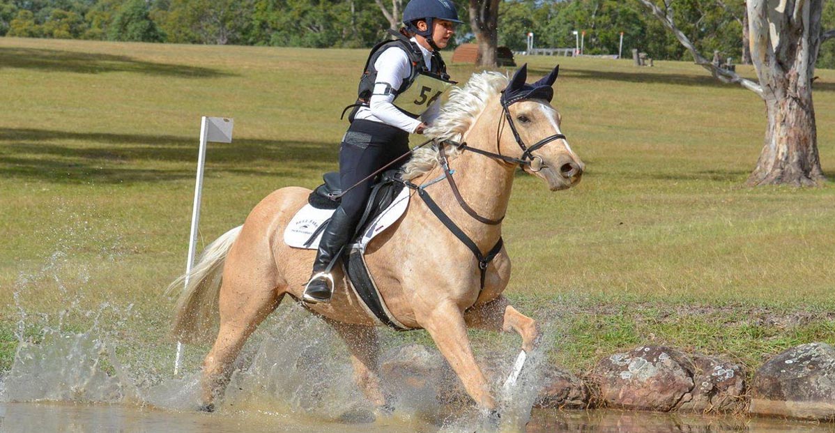 Halcyon Gold - Palomino Thoroughbred Event Horse
