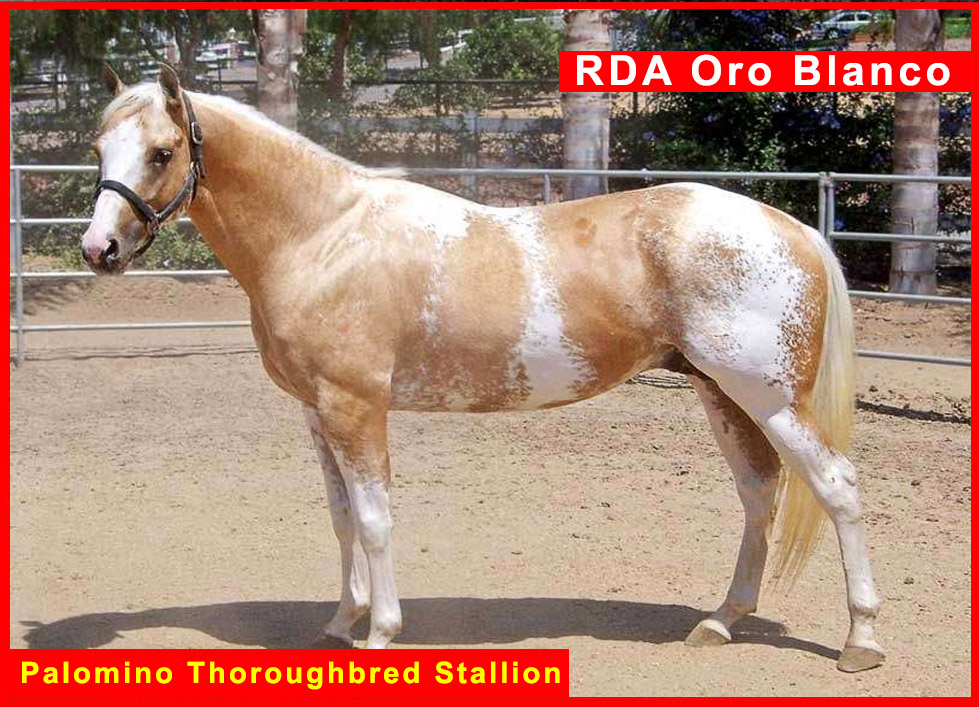RDA Oro Blanco - Palomino Thoroughbred Stallion