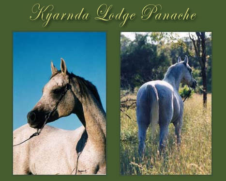 Panache - Arabian Stallion