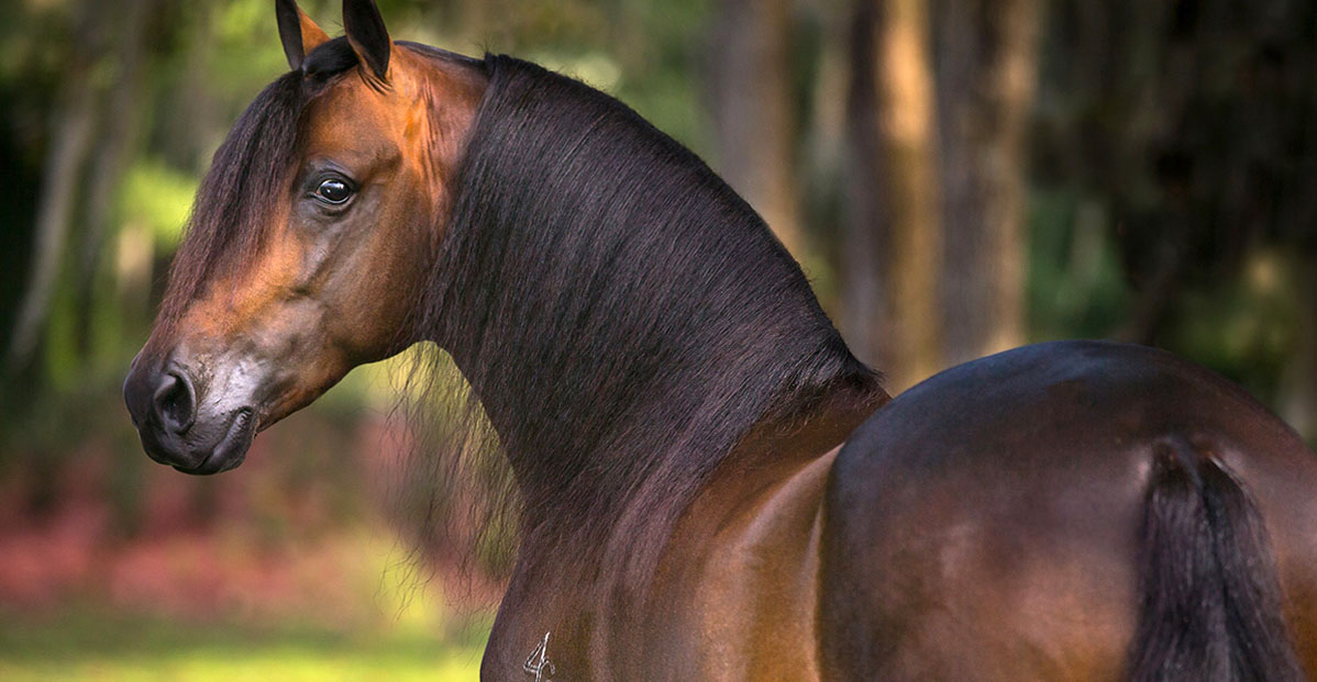 Paso Fino Stallions