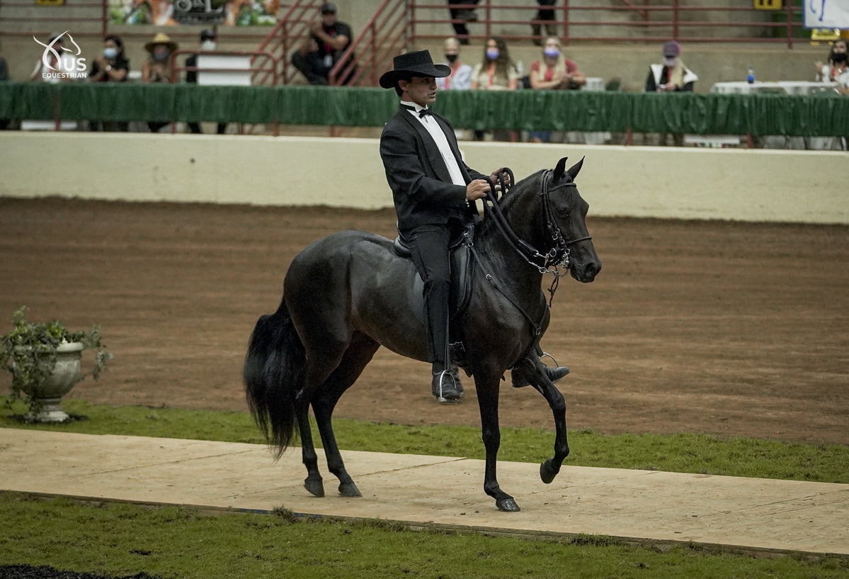 Paso Horses