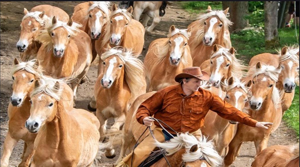 Pasture Drive of the Haflinger Horses from Meura in Thuringia