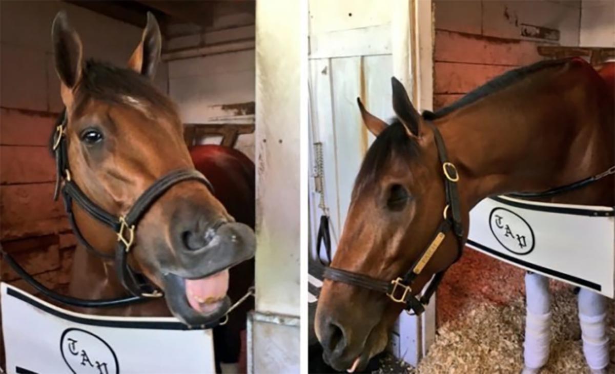 Patch The One Eyed Horse Who Qualified The Kentucky Derby