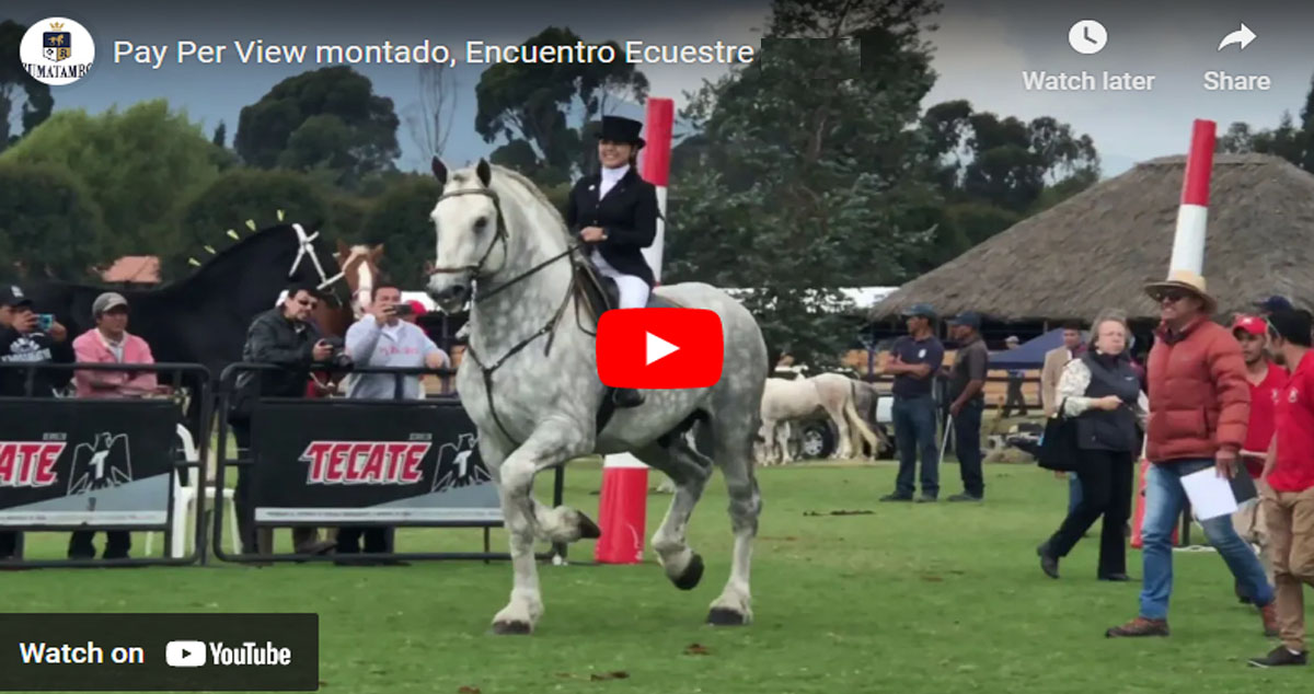 Pay Per View Montado, Percheron Stallion @Criadero Sumatambo