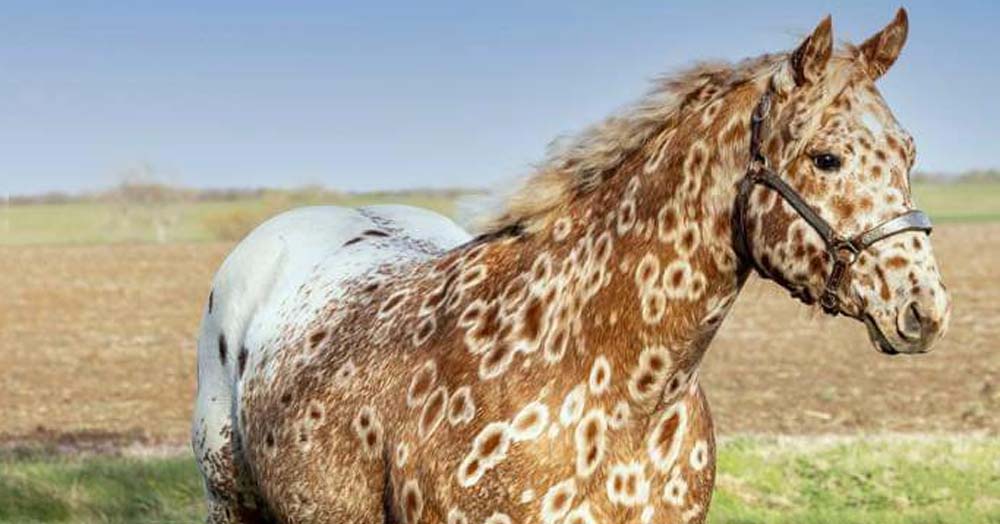 Peacock Appaloosa Stallion - Wicket