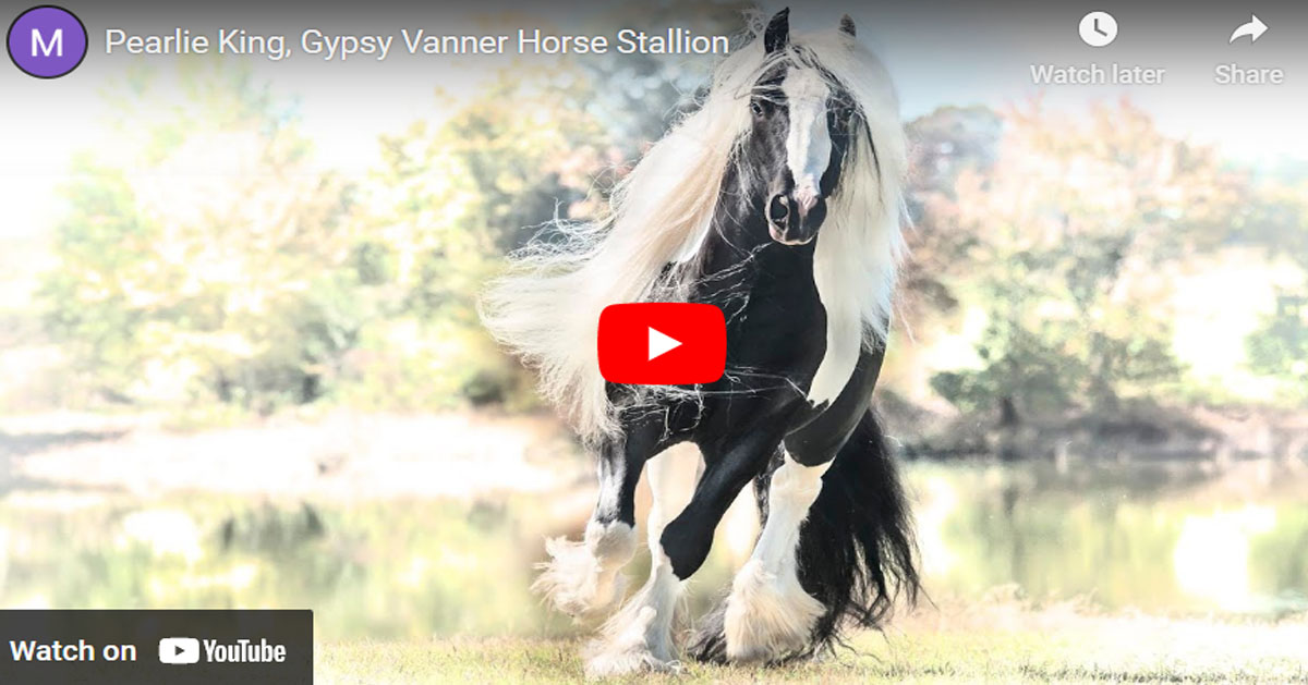 Pearlie King (sired by Latcho Drom) - Gypsy Vanner Stallion @Stillwater Farm