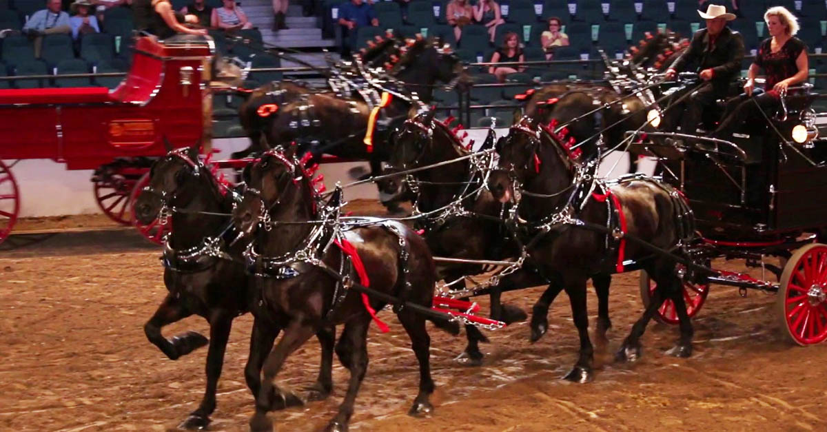 Calgary Stampede Heavy Horse Show - Percheron Four Horse Hitch