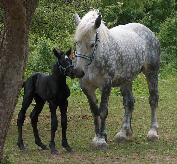 Percheron Horses