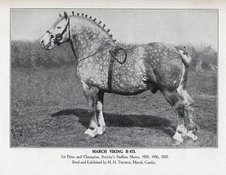 Percheron Stallions - March Viking