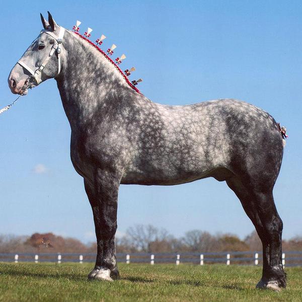 Percheron Stallions