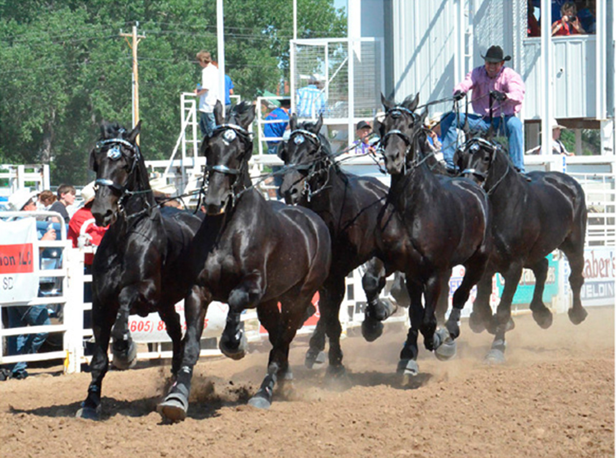 Percheron Thunder Driven By Jason Goodman