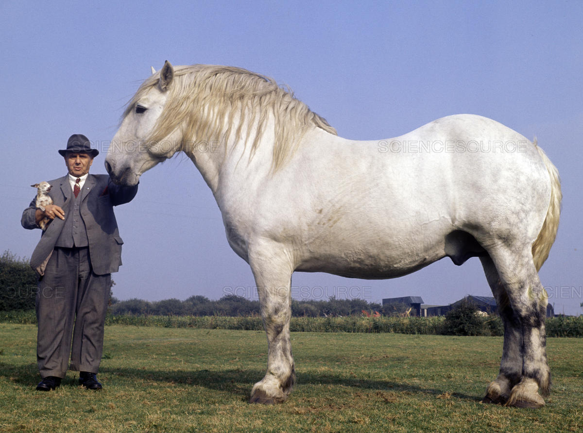 Percheron Horse