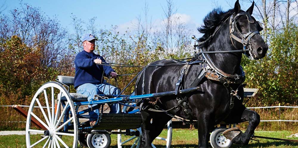 Percheron Draft Horses For Sale @Utopia Percherons