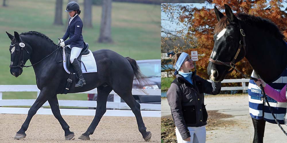 Percheron Dressage Horse Drain`s Marlo Tommy and Natalya Slipchenko show of Percheron Power at U.S. Dressage Finals