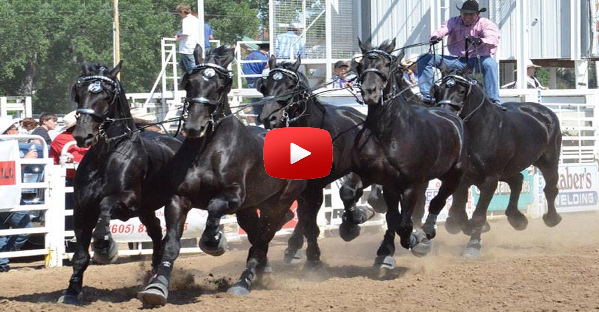 Percheron Thunder Driven By Jason Goodman