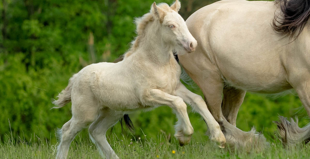 Podolin Enlighten Violin - Perlino Gypsy Cob Foal