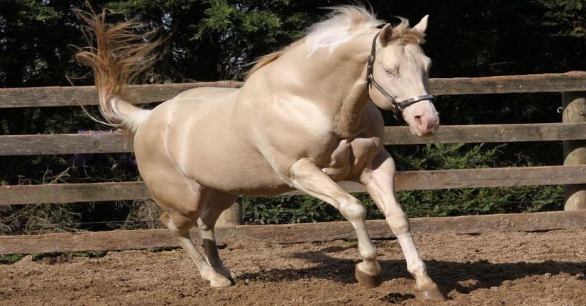 QYS Hollywood Deuce - Perlino Homozygous Tobiano Stallion @Brightbrook Paints