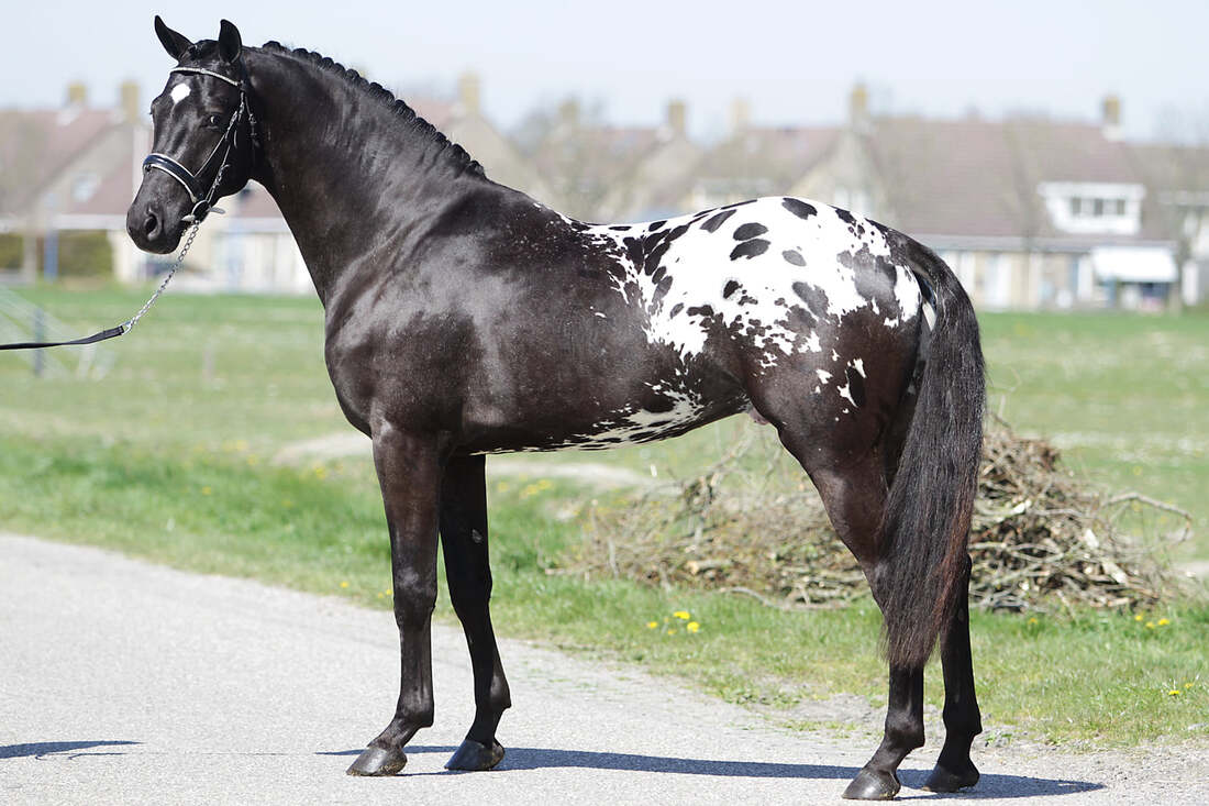 Perus Argument - Coloured Stallion