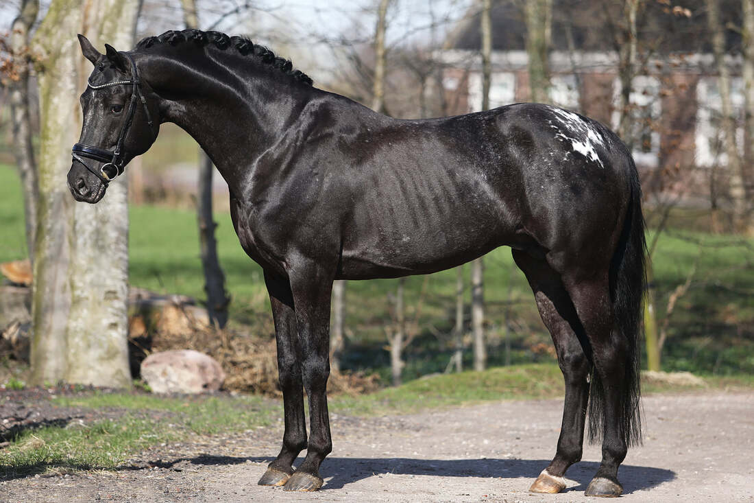 Perus Armani Stallion