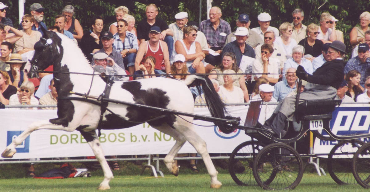 Peterhead, Bob Alexander`s Coloured Gelderlander Stallion