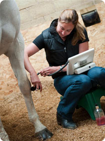 Working with horses can be a rewarding career