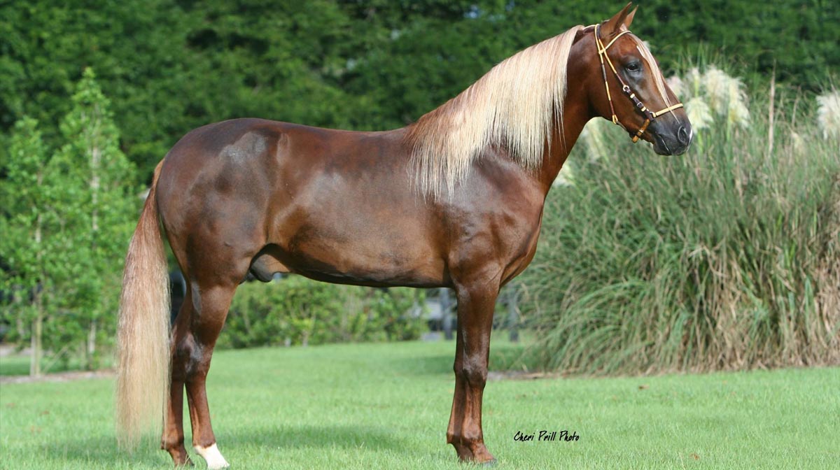 Picaflor de La Sierra - Paso Fino Horse