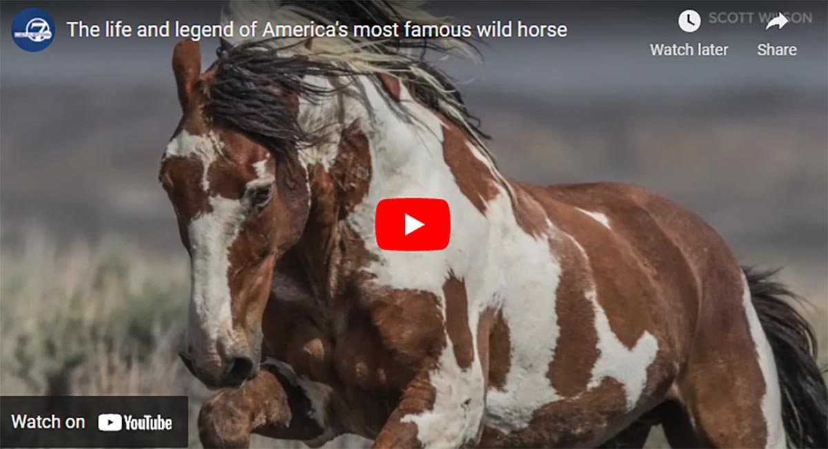 The life and legend of America`s most famous wild horse - Picaso