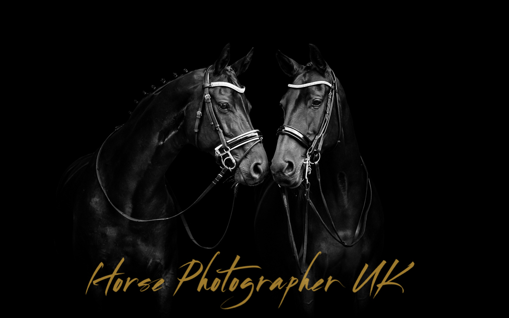 Pictures Of Horses