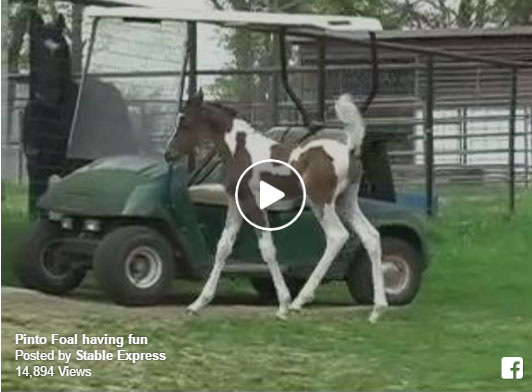 Pinto Horses