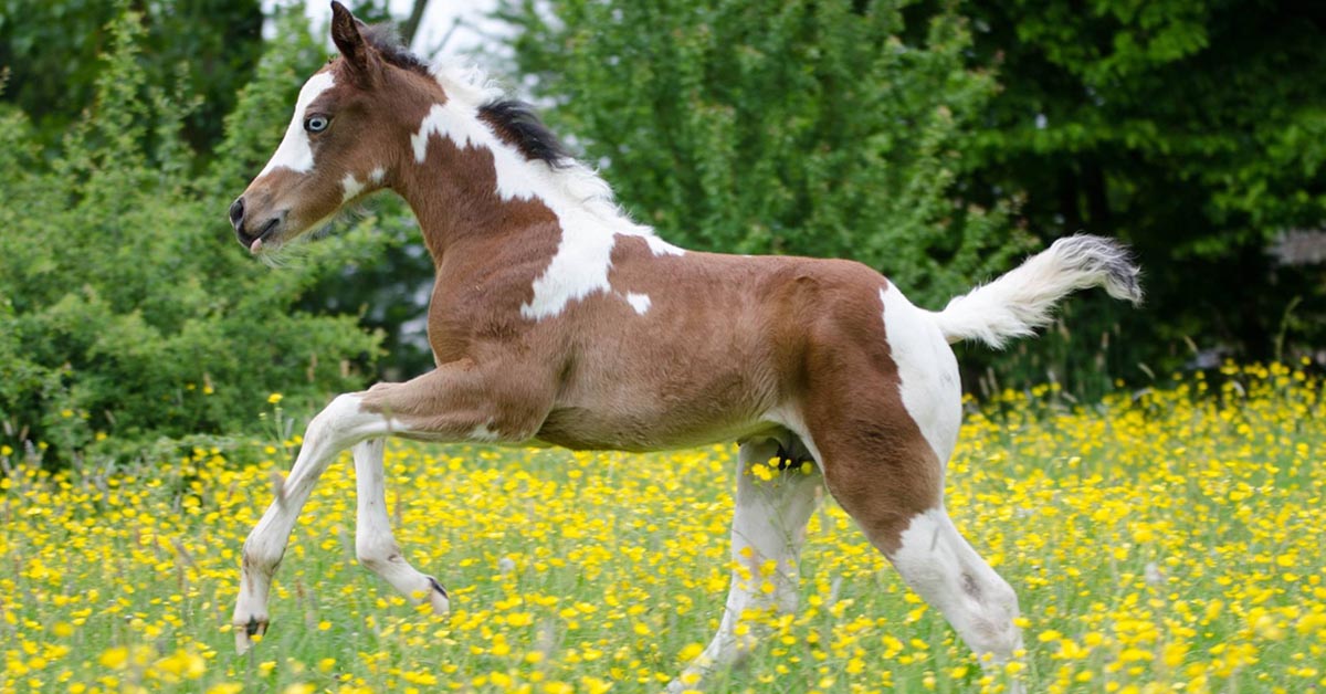 Pinto Quarter Horse Foal