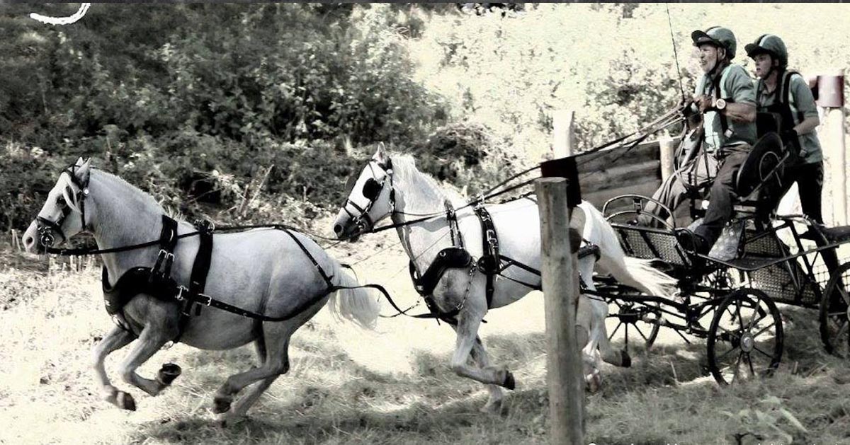 Pipsqueak and Jack - Section A Pony Driving Team