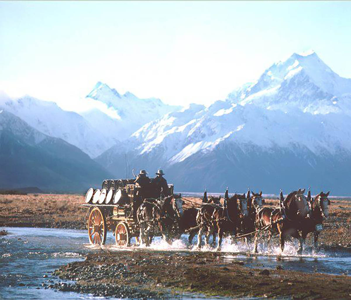 Pirongia Clydesdales and Friesian Horses, New Zealand