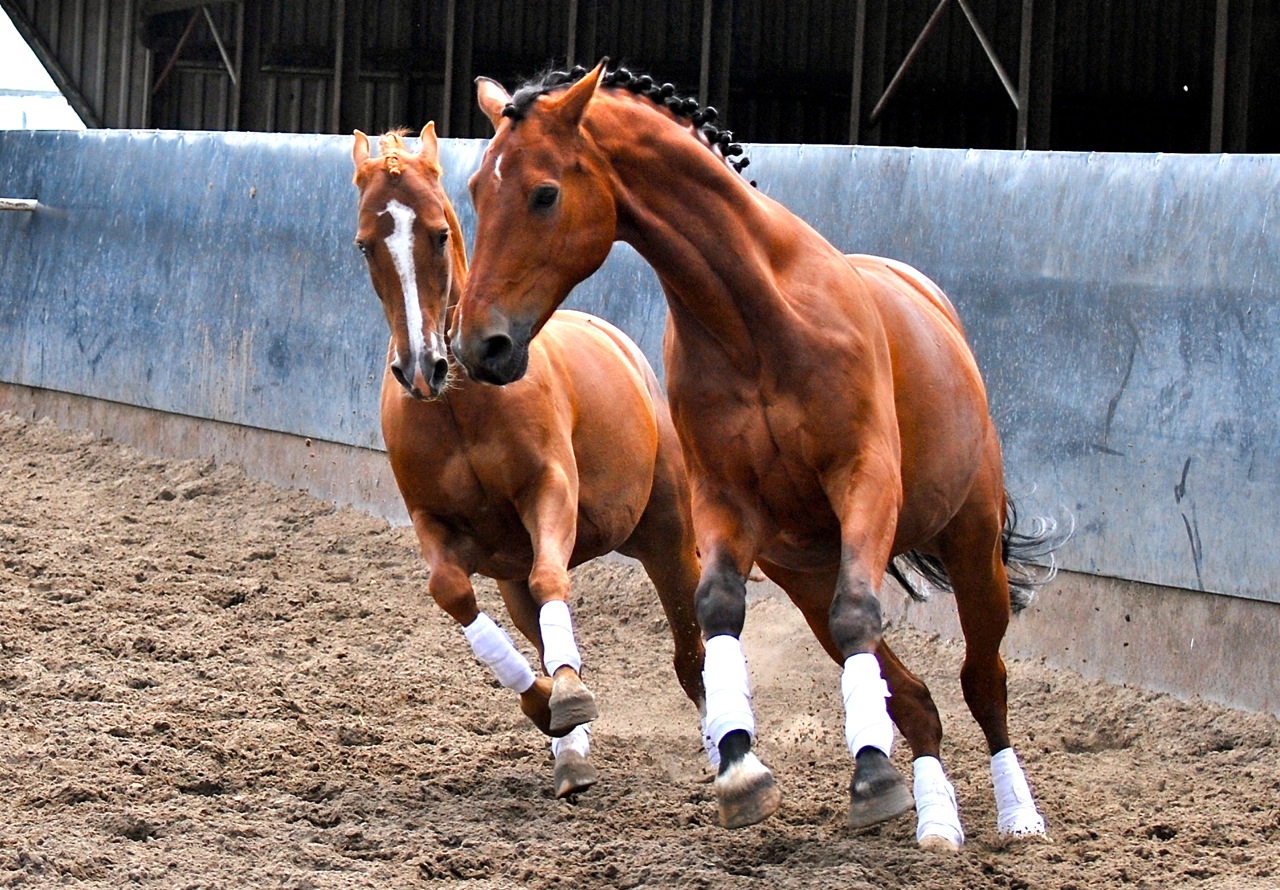 Horses are social animals