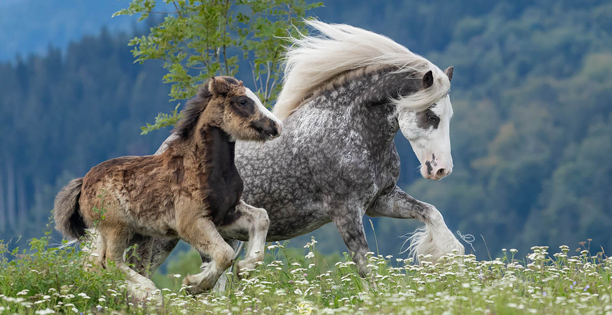 Podolin Dancing Star aka Fantasia (Galaxie Du Couar x McCartneys Wow Factor) - Gypsy Cob Foal