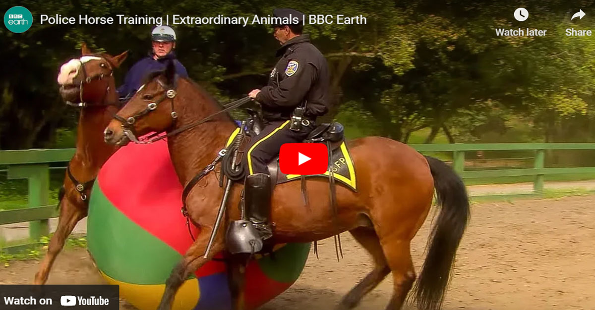 Police Horse Training - Extraordinary Animals