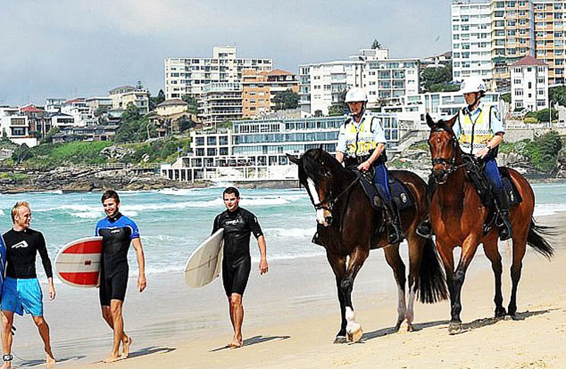 Police Horses