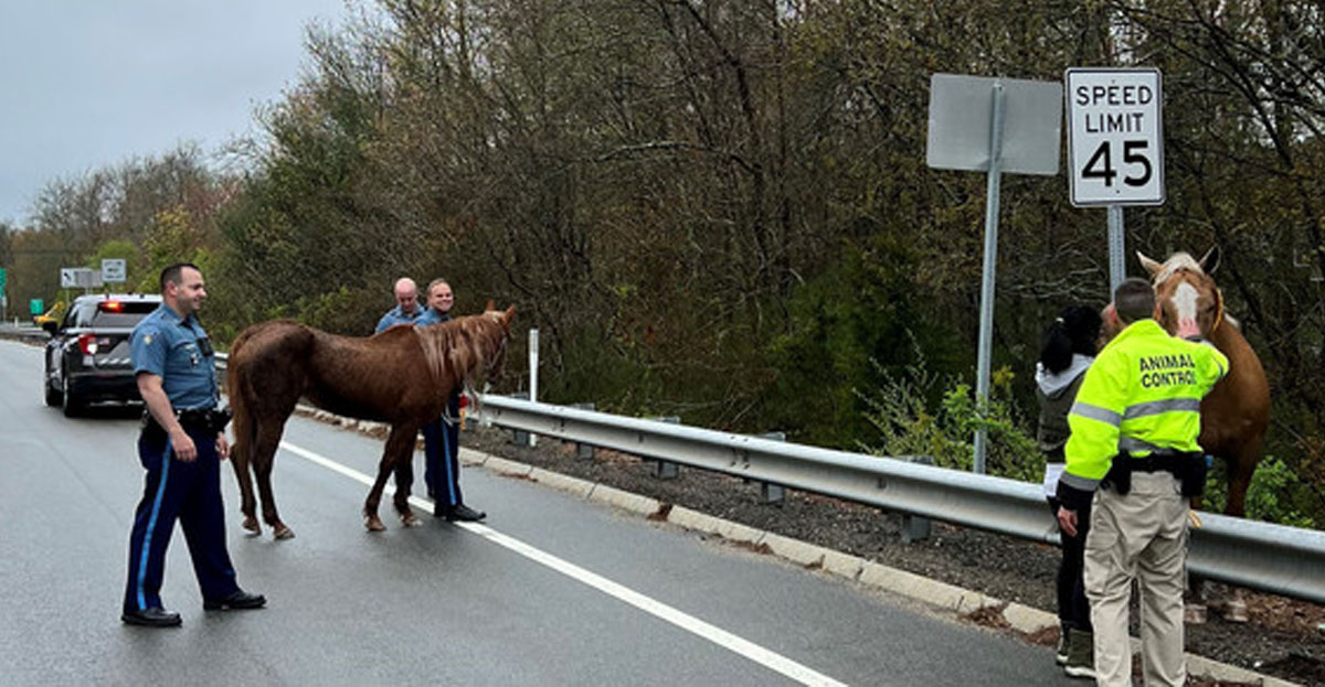 State Police Catch Loose Horse On PA Turnpike