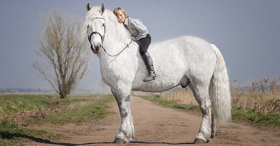 Polish Draft horse, Kuba