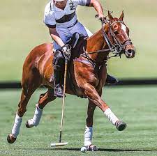 Polo Horses