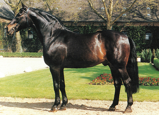 Polydor - Warmblood Stallion