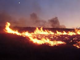 Pony Survives Wildfires