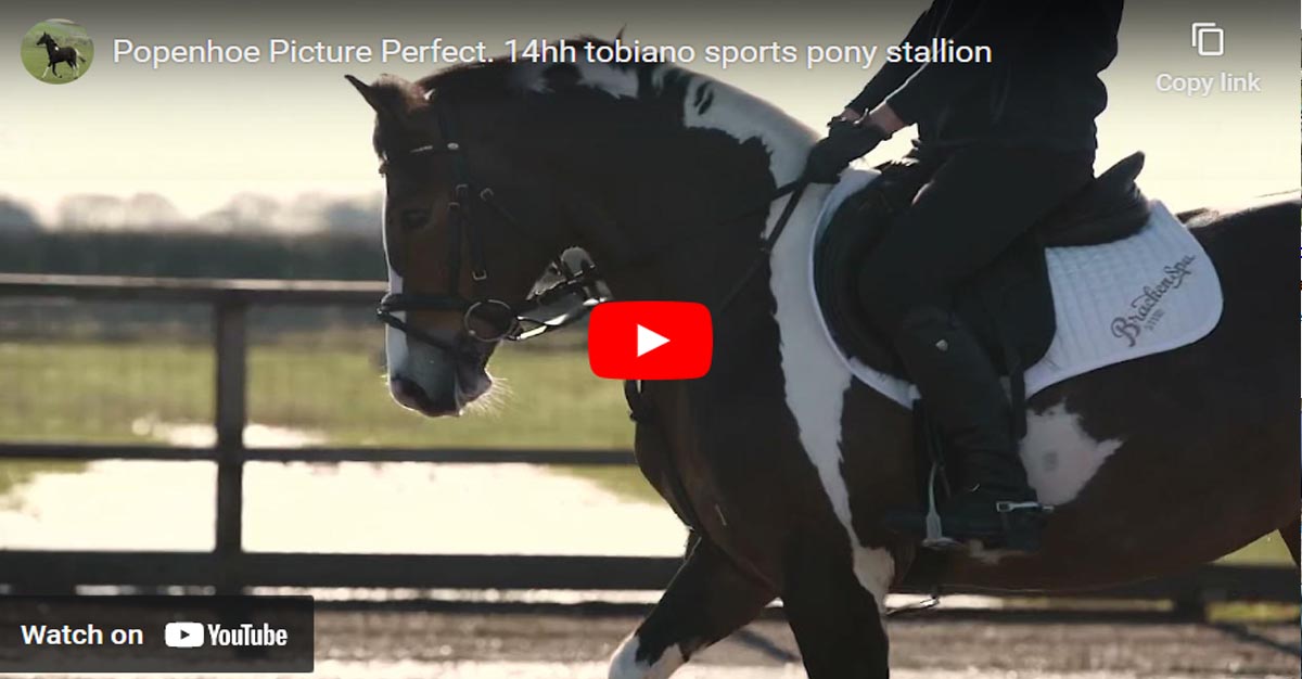 Popenhoe Picture Perfect - 14hh Tobiano Sports Pony Stallion