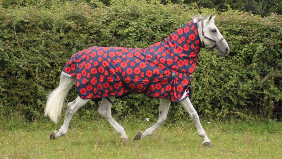 Remembrance day horse rugs raises funds for Poppy Appeal - Lest we forget